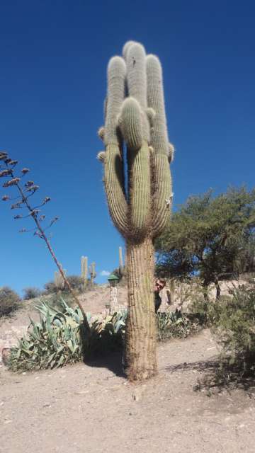Humahuaca - huge cacti: where is Tom?