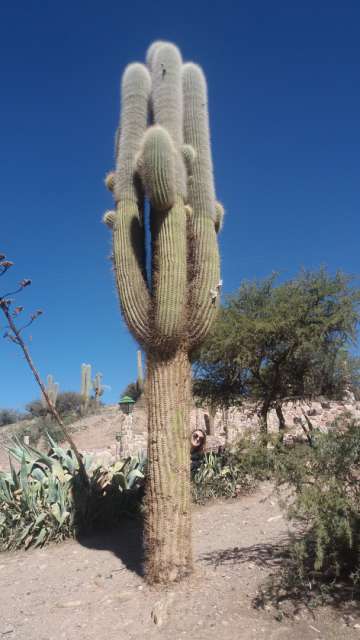Humahuaca - huge cacti, hide and seek