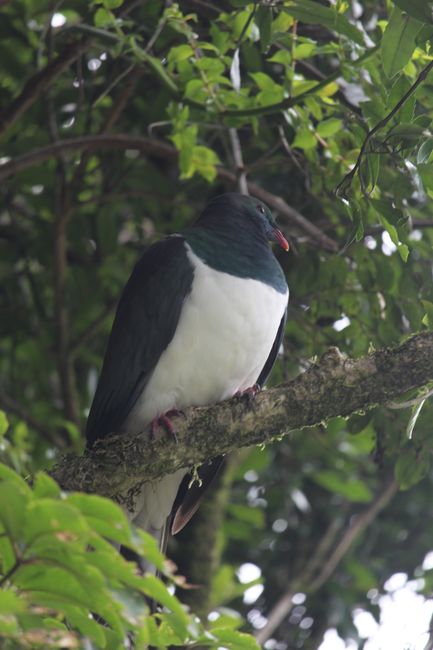 Kereru (New Zealand pigeon)