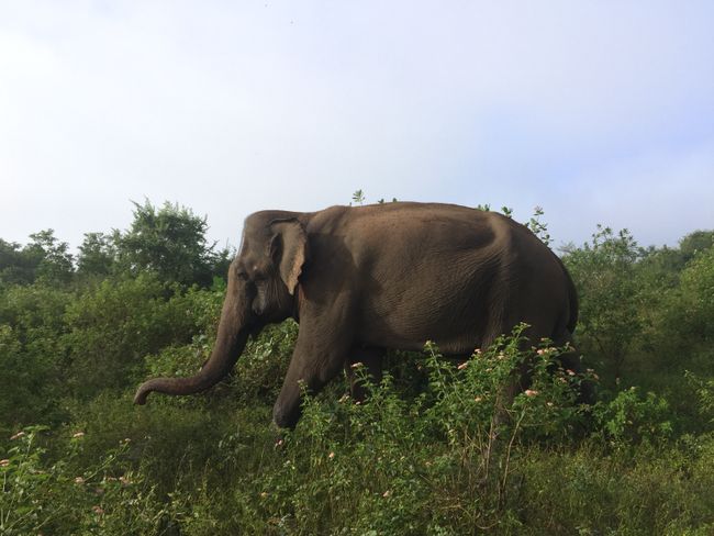 Tag 32+33: Udawalawe, Sri Lanka - Safari durch den parc national ya Udawalawa