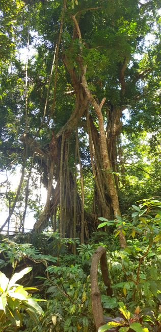 Bäume im Monkey Forrest