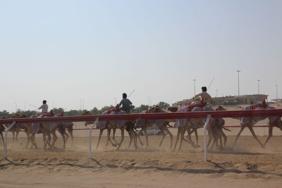 Camel Race Track