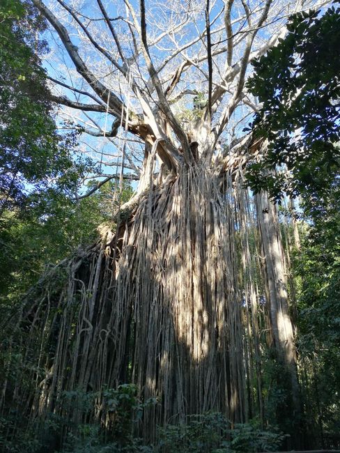 Curtain fig tree bei Yungaburra
