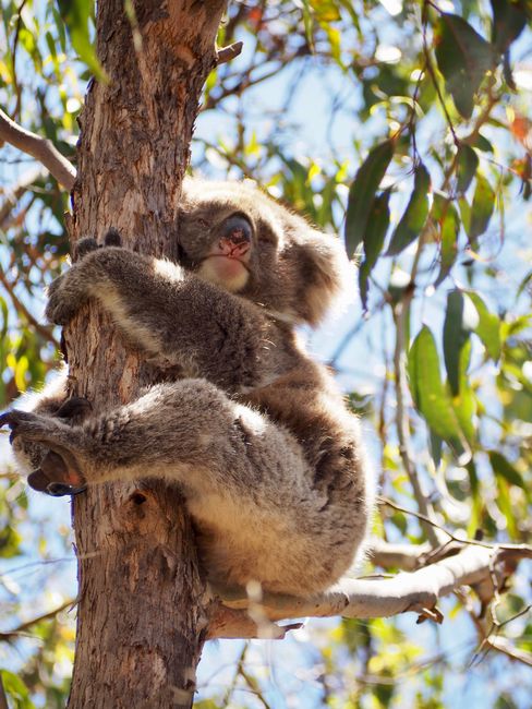 ... and sleepy koalas