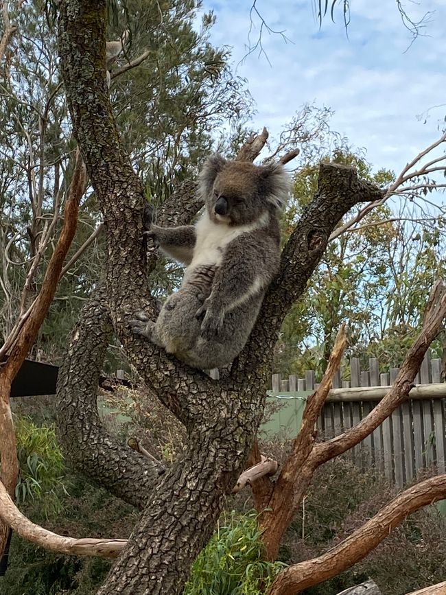 Koala at Moonlit Sanctuary
