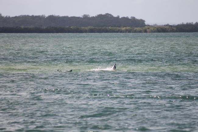 Dolphins playing on the shore of the sea.