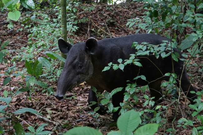 Costa Rica: Oh, that's what a tapir looks like...