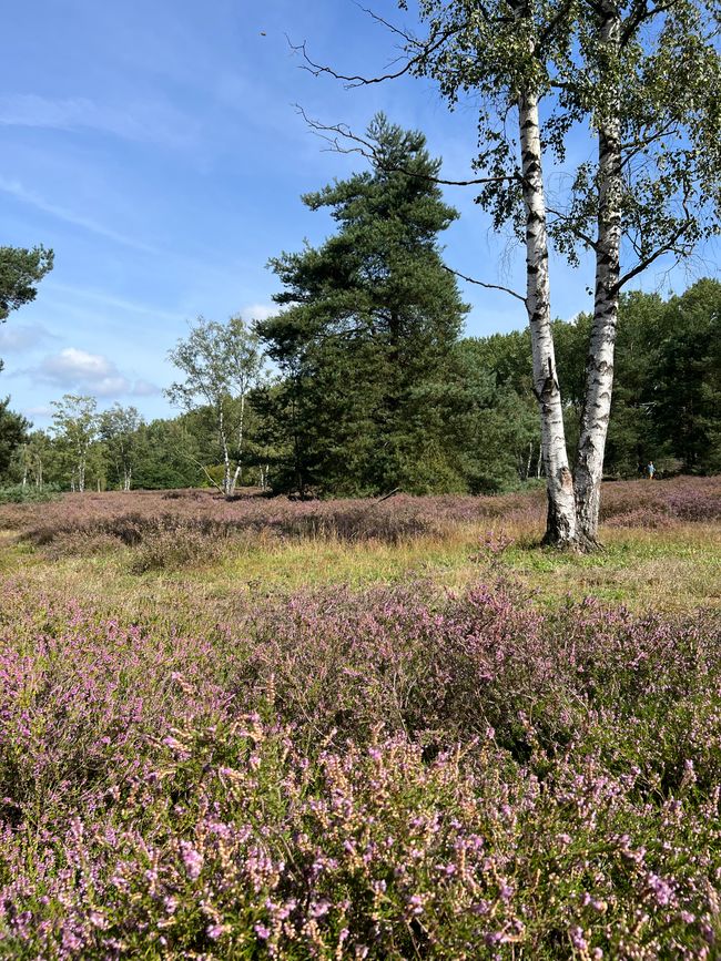 The heather is blooming...