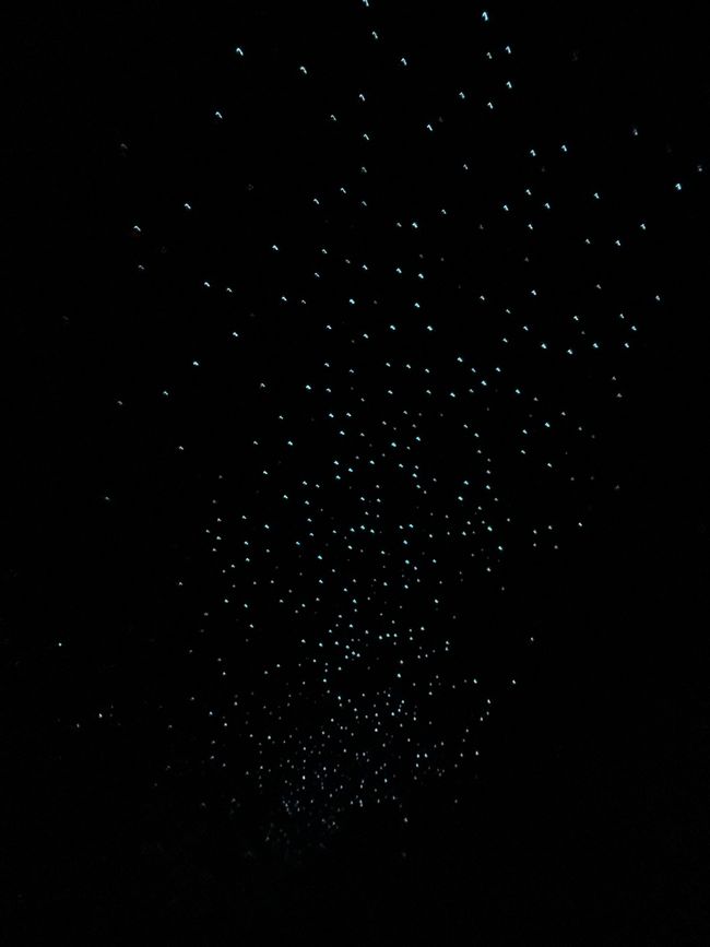 Waitomo - Spellbound Cave - Glühwümchen