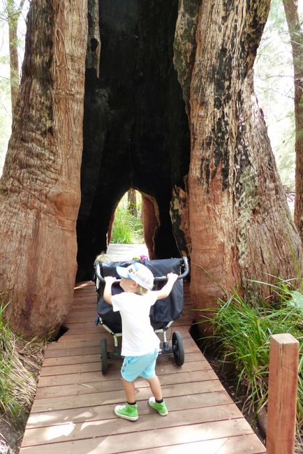Tag 51: Bow Bridge - Valley of the Giants - Shannon National Park