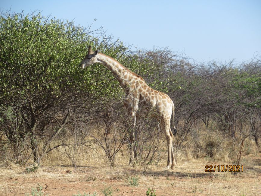 Our first sighting of giraffes!