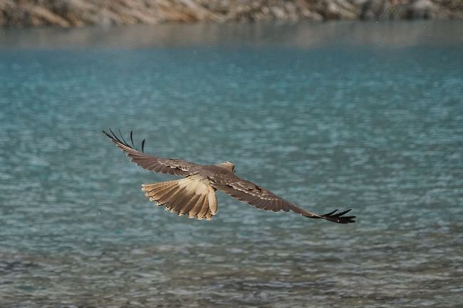 Eagles at Laguna de los Tres