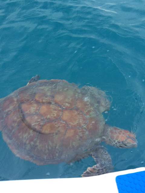 Whitsunday Islands en Airlie Beach