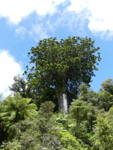 Die riesige Square Kauri im Wald