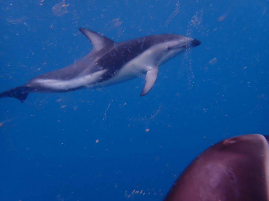 Kaikoura - Dolphin swimming