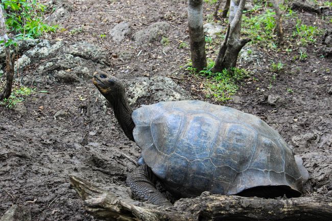 Riesenschildkröte in der Galapaguera