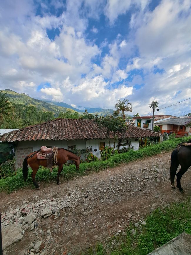 Salento - Just forgot that we are in Colombia, until horses without owners came by and nobody cared :D 
