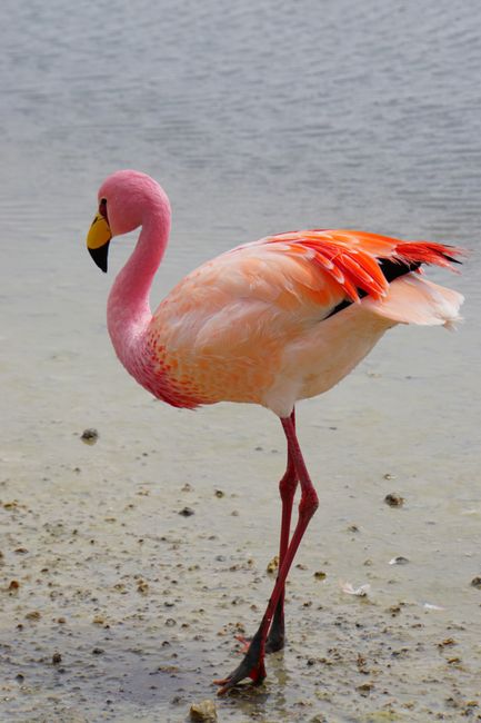 Hier oben benötigt selbst ein Flamingo ein dickes Fell