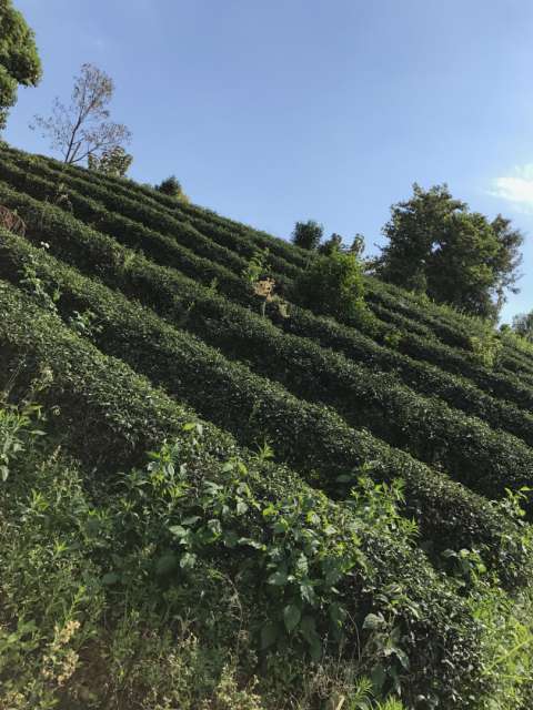 Die Teeplantagen