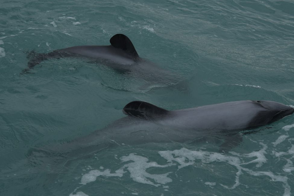 Kaikoura - Hector's dolphins