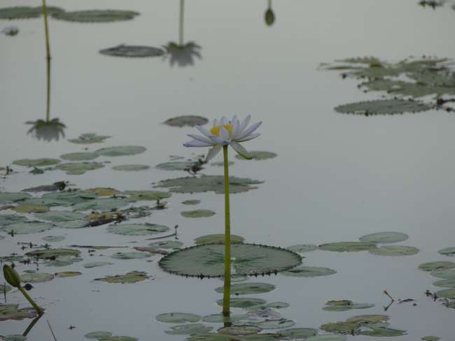 Beautiful water lilies in the billabong