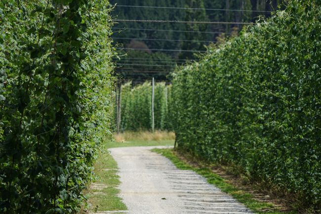 Hops as far as the eye can see.