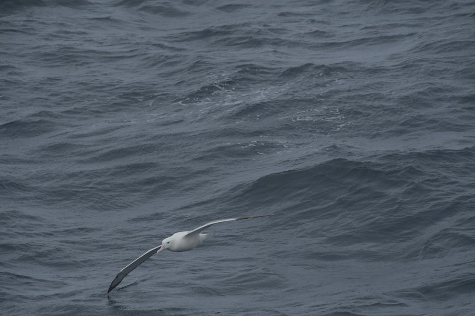 Snares Islands - Royal Albatross