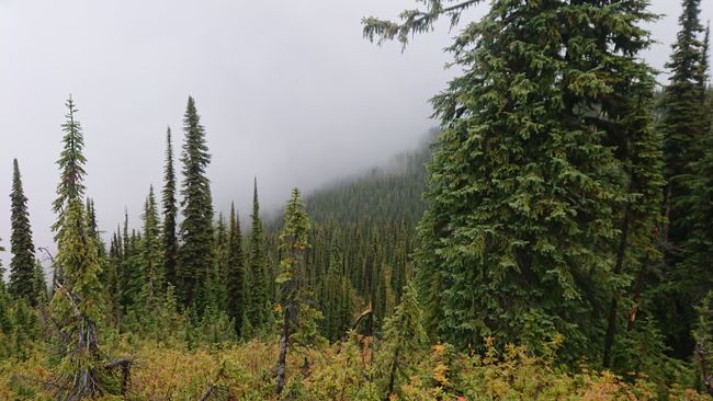 Mount Revelstoke, Revelstoke Nationalpark 