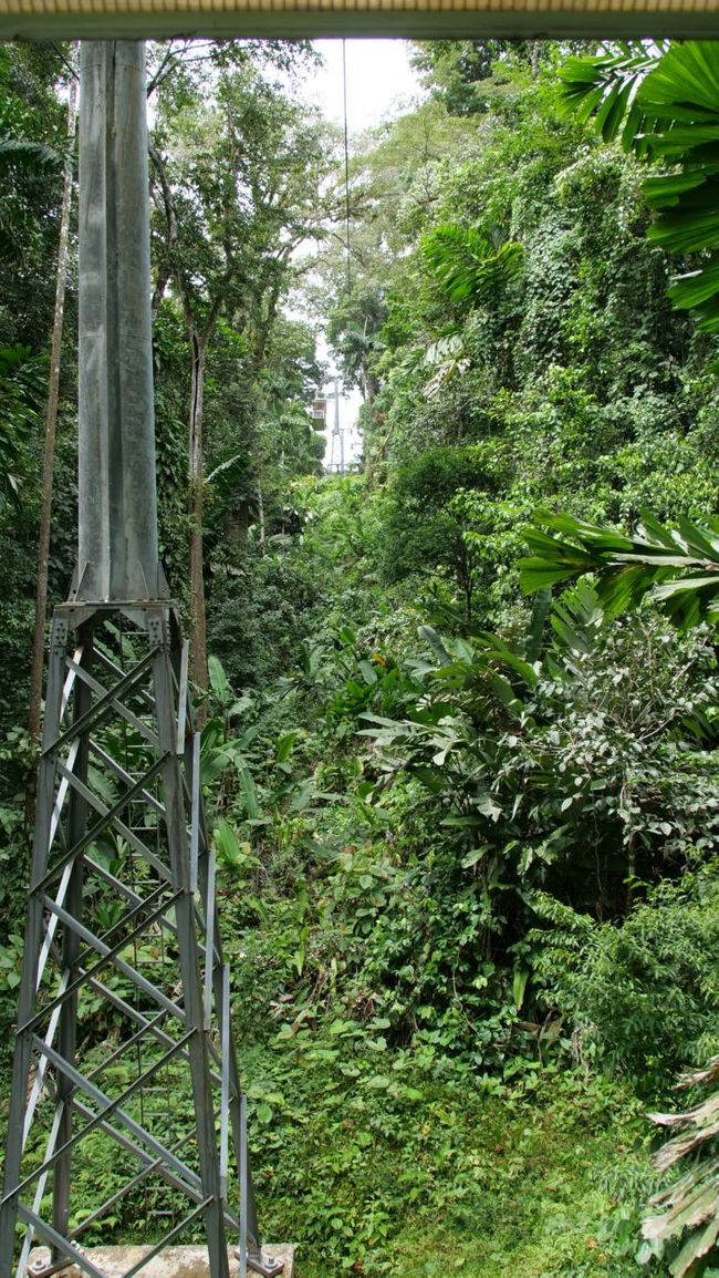 Dal 15/02/2023 al 16/02/2023 - Foresta pluviale di Veragua / Costa Rica