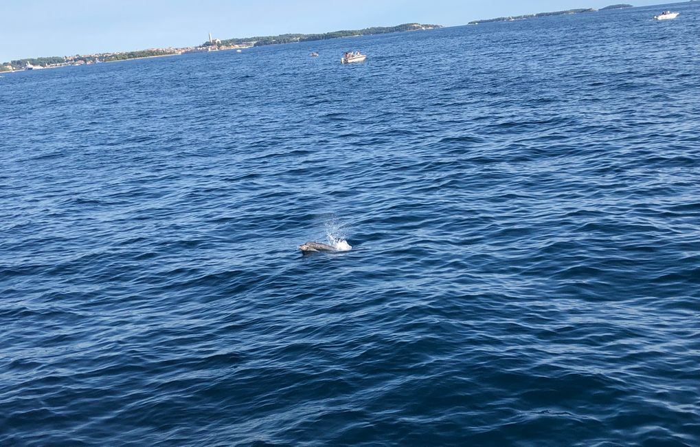 Dolphin tour from Vrsar