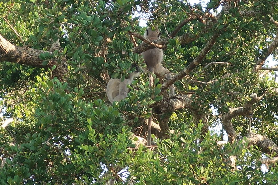 Yala Nationalpark - Sri Lanka
