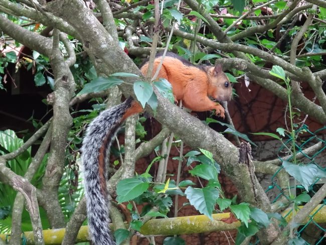Extrem zutrauliches Eichhörnchen in Montezuma