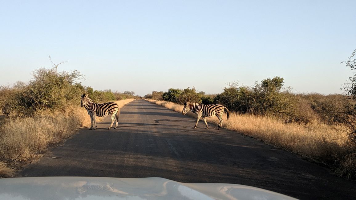Day 17: We explore the southern Kruger NP