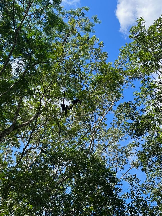 Mönchsaffen mit Baby hoch oben im Baum