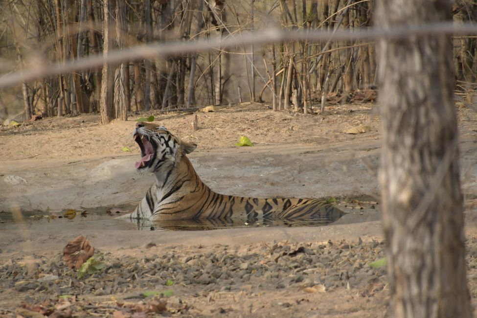 India - Madhya Pradesh - Bandhavgarh NP - Tiger #4