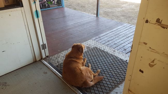 The dogs like to hang out here in front of the store too. 
