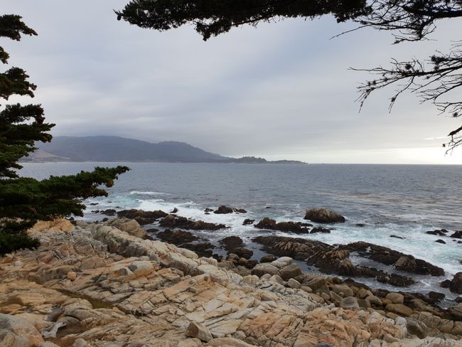 Whale Watching in Monterey & 17-Mile-Drive