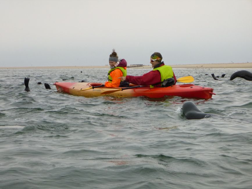 Robben-Kayaking & Sandwich Harbour