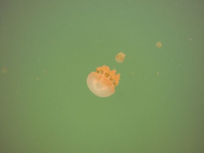 Jellyfish Lake on Kakaban Island
