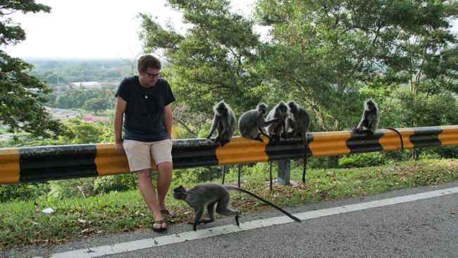 Hanging out with monkeys