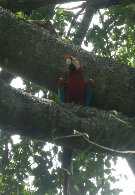 Pantanal Macaw
