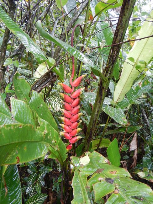 Pucallpa – Munka a botanikus kertben