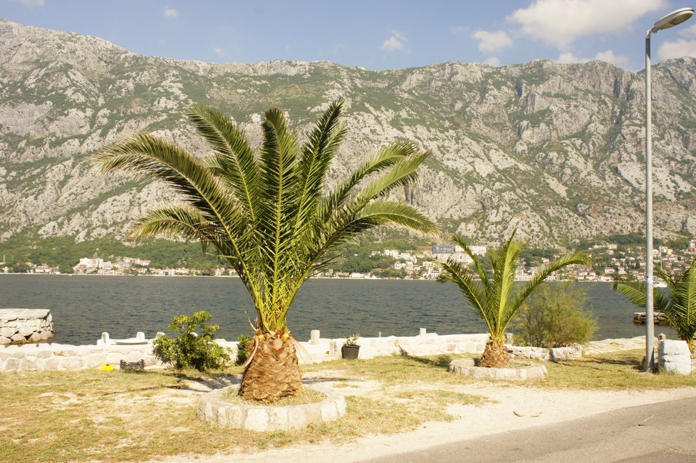 Palms by the fjord