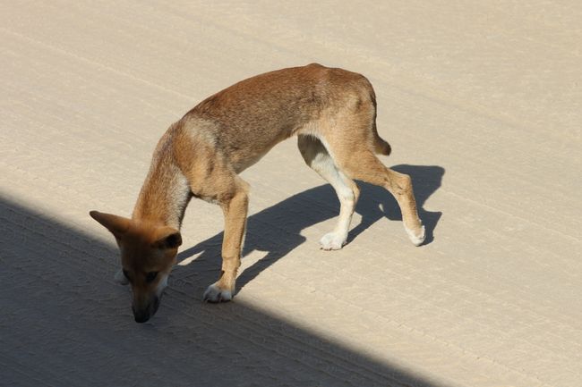 A dingo = a wild dog that can become very aggressive and dangerous if you don't behave properly. There are warning signs all over the island saying 'Be Dingo Safe' and the corresponding rules of behavior. We watched him from a safe distance from the bus.