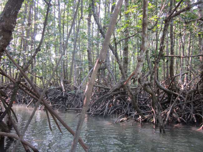 Mangroven Ko Chang