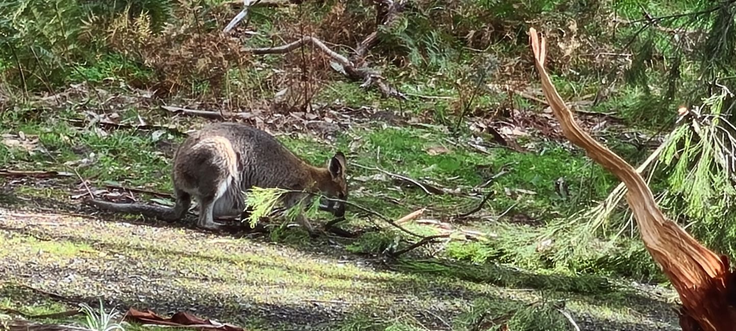 Day 10+11 - The Grampians, kangaroos with joeys