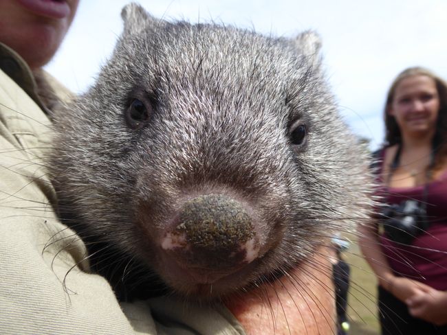 Wombat im East Coast Nature World