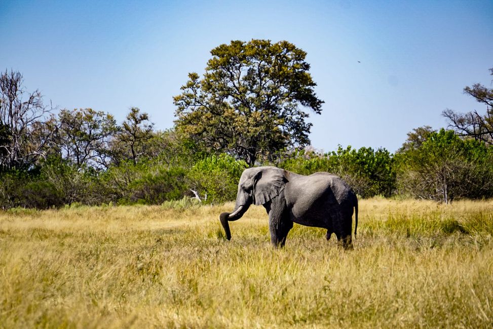 Botswana - Into the wild!