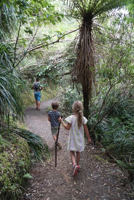 Auckland Region - Botanischer Garten, Beaches und Kauri-Forest