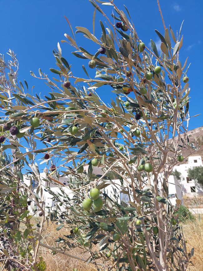 Oliven in ihrer natürlichen Umgebung 